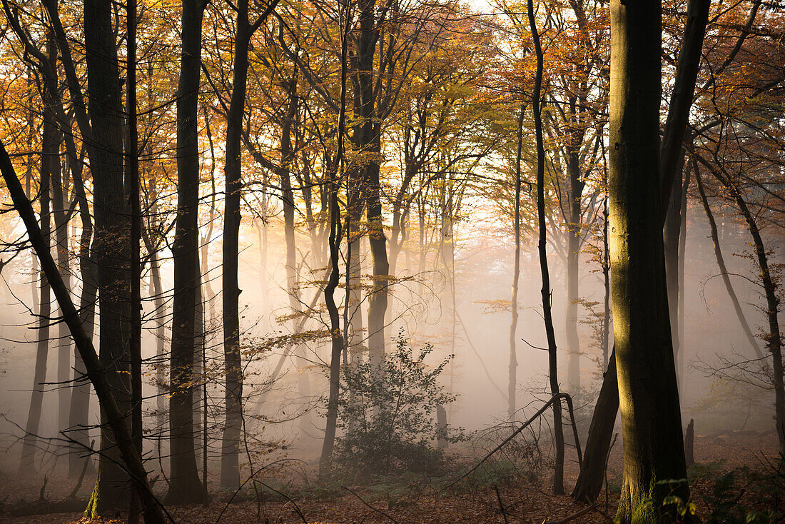 Ascending fog bank mixing in with warm afternoon sunlight in a forest, Heidelberg area, Baden-Wurttemberg, Germany, Europe