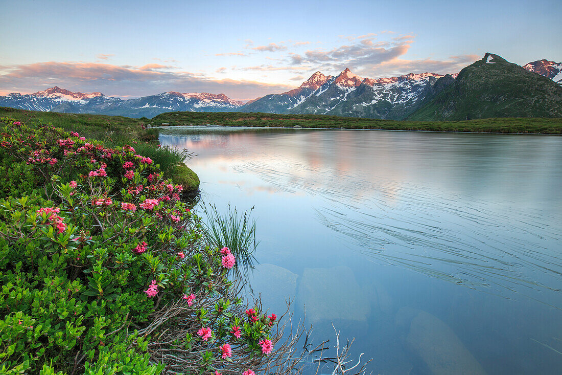 Rhododendrons surround Mount Cardine reflected in Lake Andossi at sunrise, Chiavenna Valley, Valtellina, Lombardy, Italy, Europe