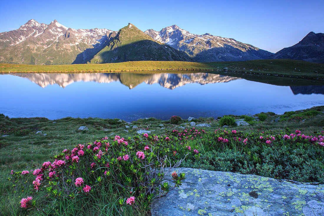 Rhododendrons surround Mount Cardine reflected in Lake Andossi at sunrise, Chiavenna Valley, Valtellina, Lombardy, Italy, Europe