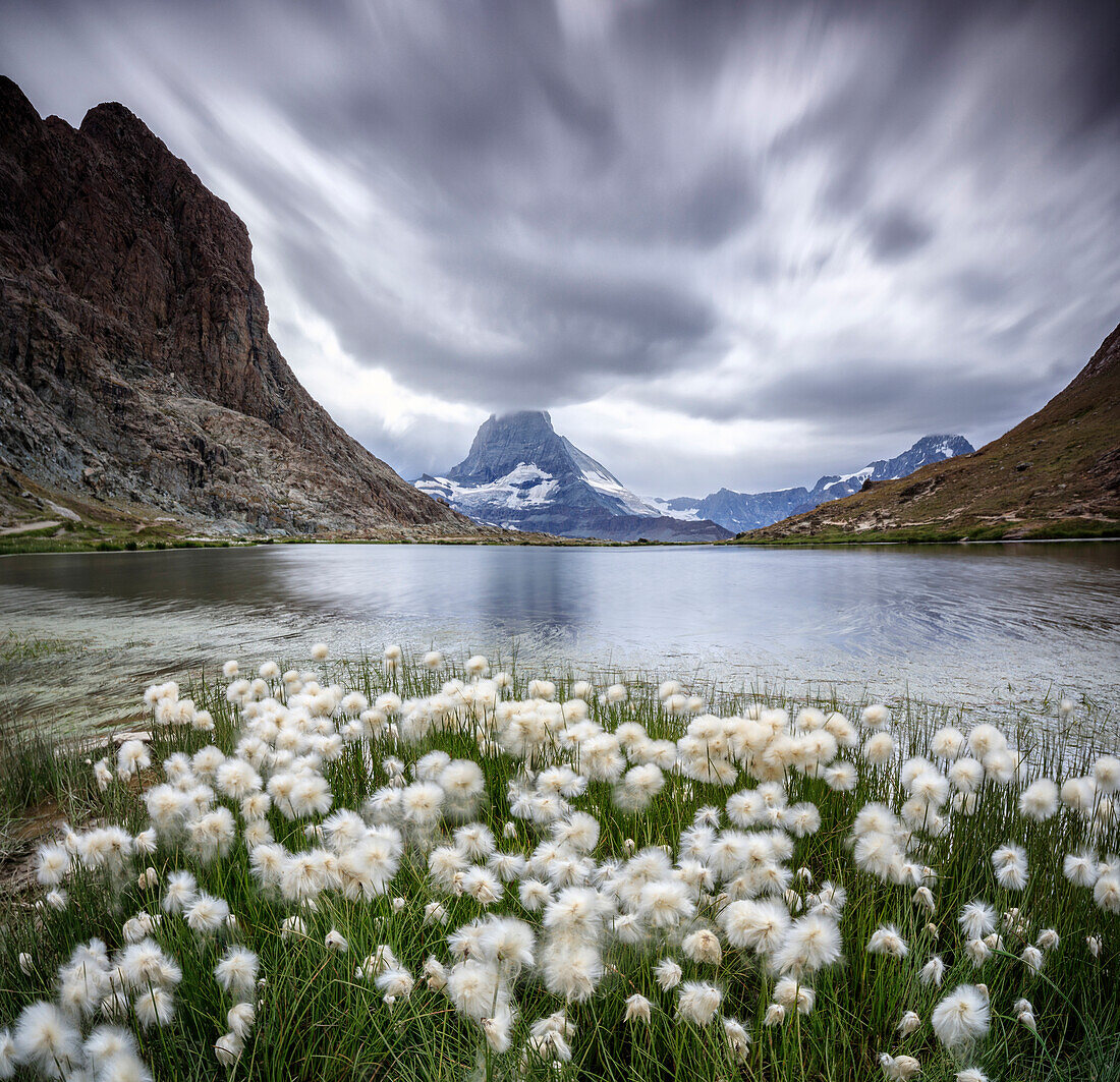Cotton grass on lake Riffelsee while a thunderstorm hits the Matterhorn, Zermatt, Canton of Valais, Swiss Alps, Switzerland, Europe