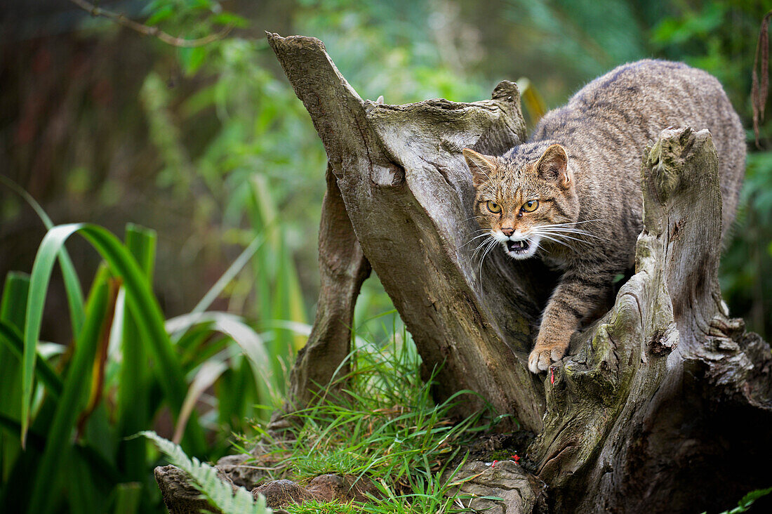 Scottish wildcat Felix silvestris, Devon, England, United Kingdom, Europe