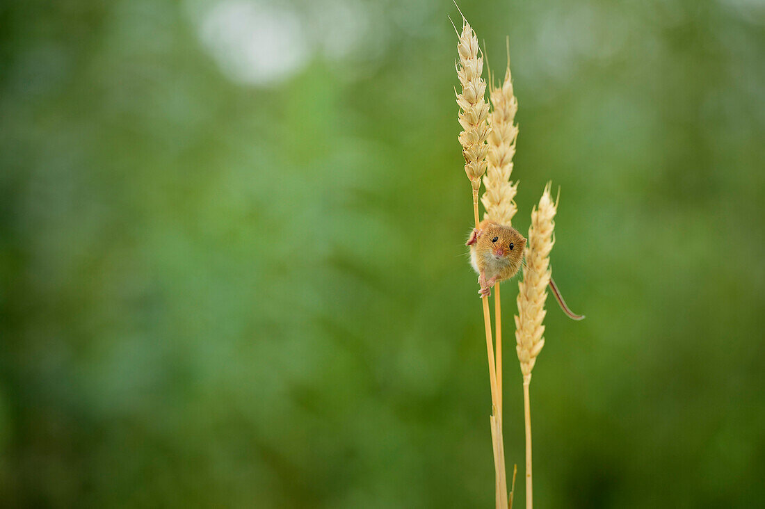 Harvest Mouse Micromys minutus, Devon, England, United Kingdom, Europe