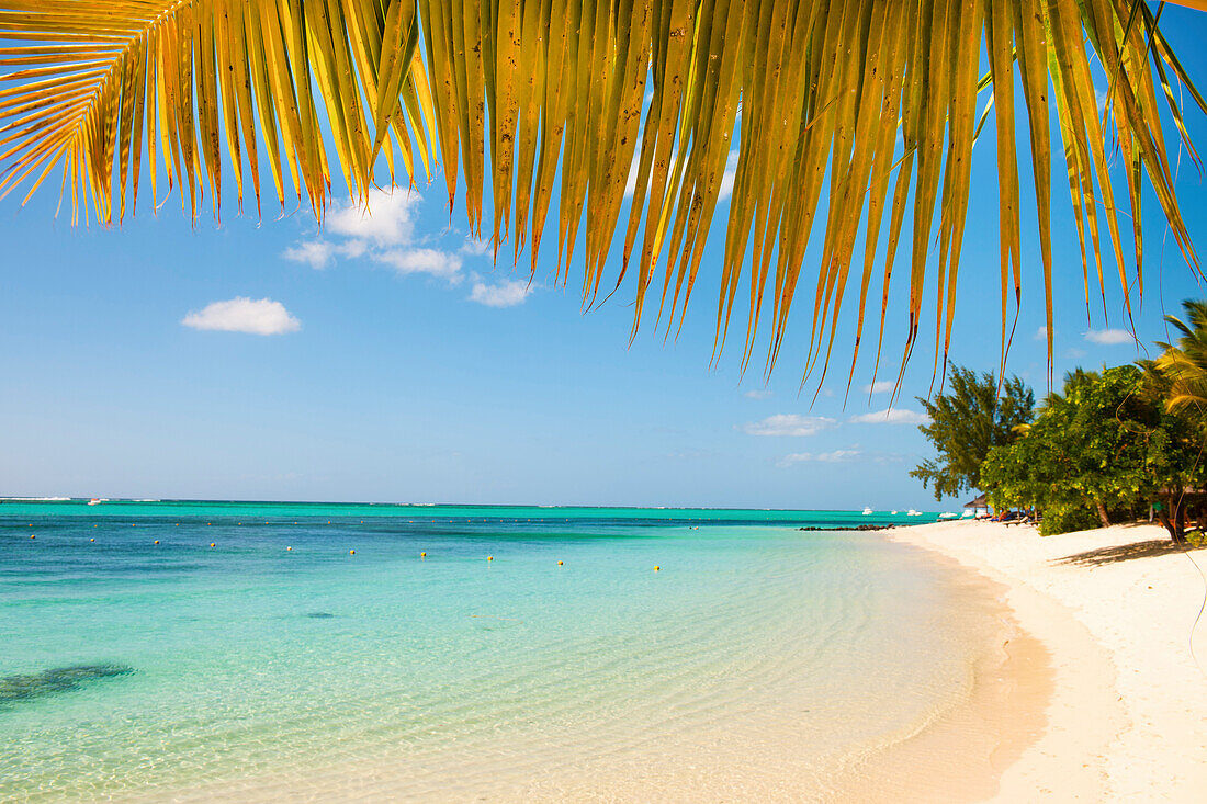 Turquoise sea and white palm fringed beach, Le Morne, Black River, Mauritius, Indian Ocean, Africa