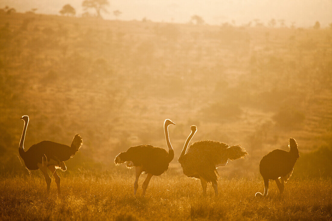 Ostriches Struthio camelus at sunset, Kenya, East Africa, Africa