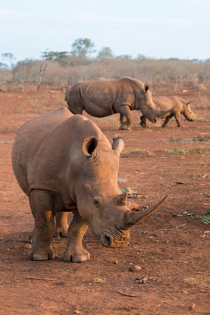 White rhinos Ceratotherium simum, Zimanga private game reserve, KwaZulu-Natal, South Africa, Africa