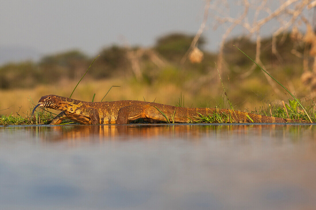 Water monitor leguaan Varanus niloticus, Zimanga private game reserve, KwaZulu-Natal, South Africa, Africa