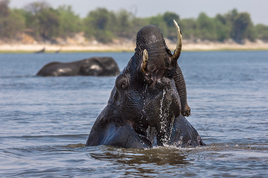 African elephant bull Loxodonta africana bathing in the Chobe while crossing the river, Chobe National Park, Botswana, Africa