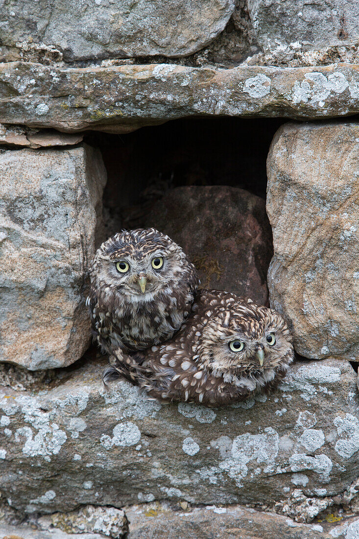 Little owls Athene noctua perched in stone barn, captive, United Kingdom, Europe