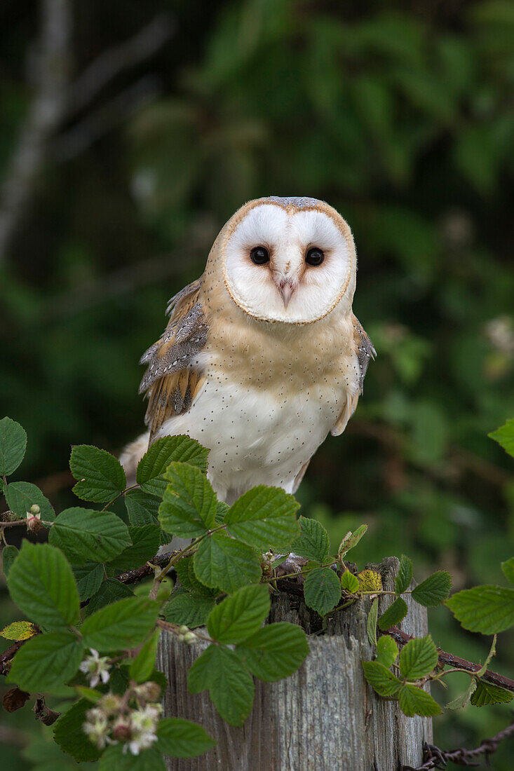 Barn owl Tyto alba, captive, Cumbria, England, United Kingdom, Europe