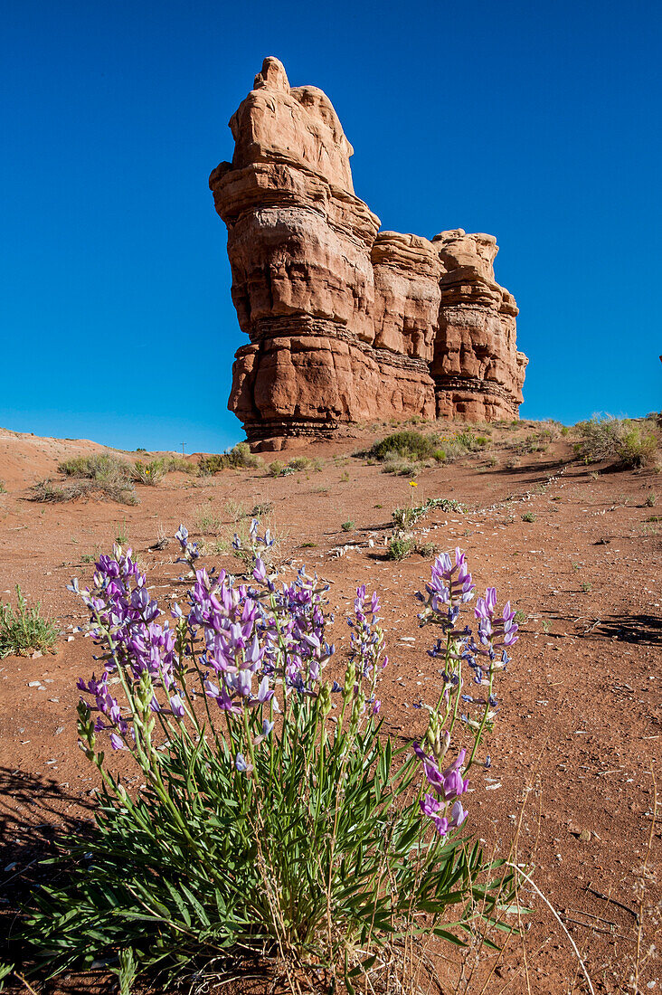 Purple wild flowers, Capitol Reef National Park, Utah, United States of America, North America