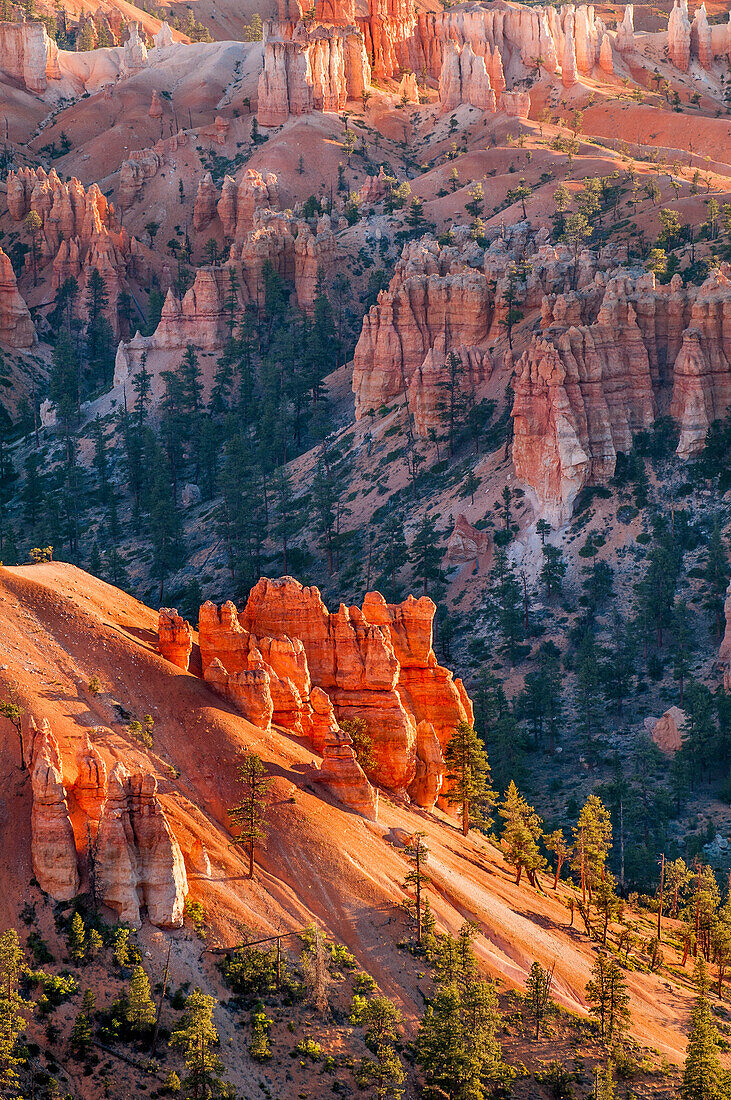 Bryce Canyon National Park, Utah, United States of America, North America