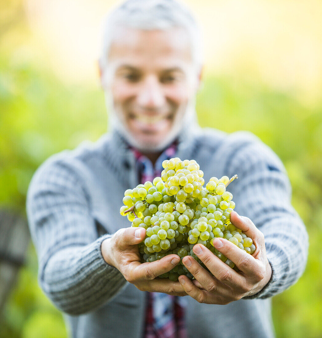 Caucasian farmer holding grapes in vineyard