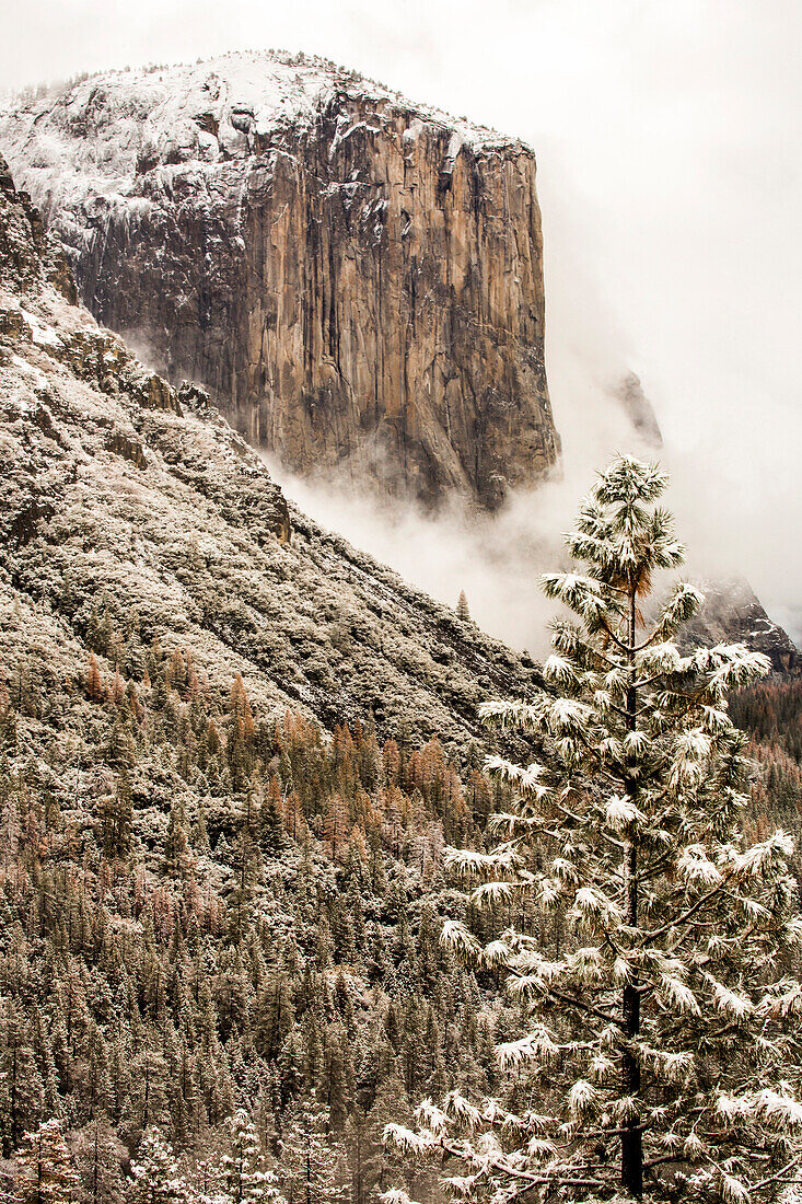 Snowy treetops and mountain in Yosemite National Park, California, United States