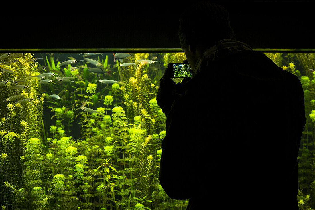 Mann fotografiert mit seinem Smartphone ein großes Fischbecken im Berliner, Aquarium Berlin, Deutschland 2013