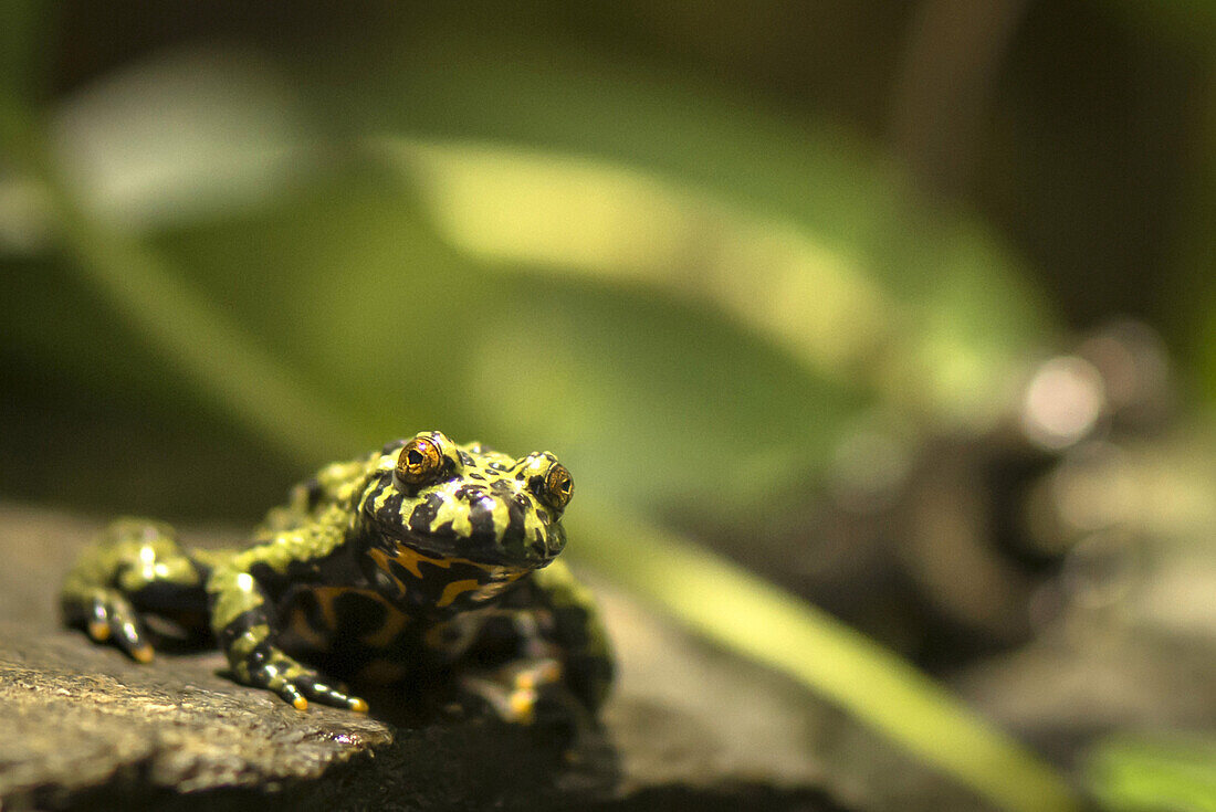 Datailaufnahme eines südamerikanischen Frosches in der Terrarienabteilung des Berliner Aquariums , Berlin, Deutschland 2013