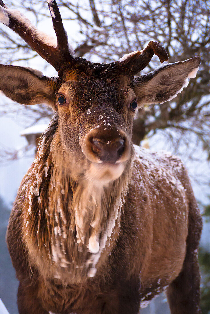 Frontale Nahaufnahme eines ausgewachsenen Hirsches mit defektem Geweih im Winter, Oberstdorf,  Deutschland, Oberstdorf