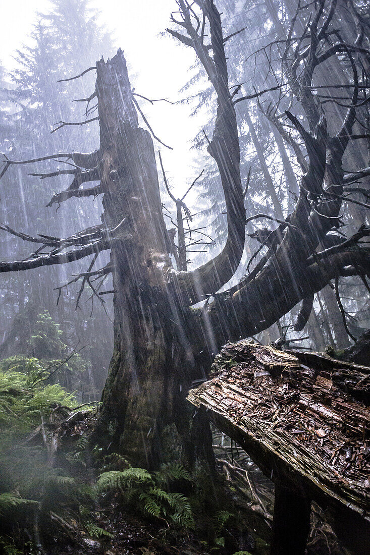 Old tree struck by lightning in the woods of Mount Nebelhorn in Oberallgauu during a thunderstorm in summer, Oberstdorf, Germany, Oberstdorf 2015