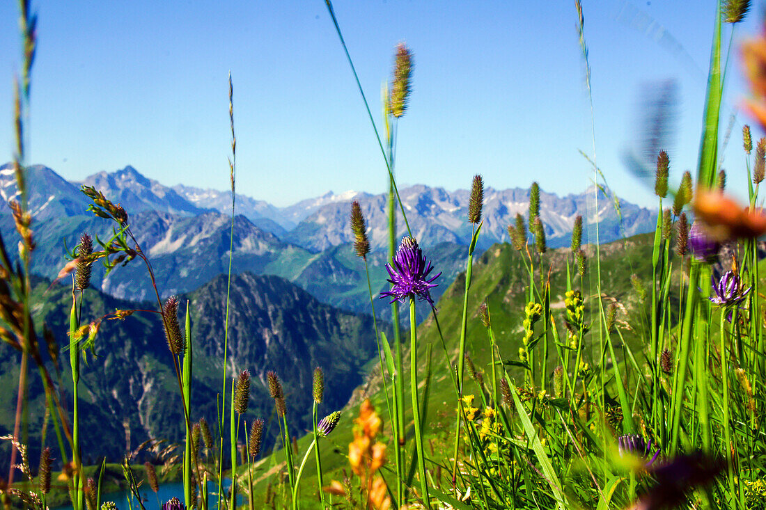 Sommerliche Blumenwiese mit Panoramblick über die Allgäuer Berge, Oberstdorf, Deutschland