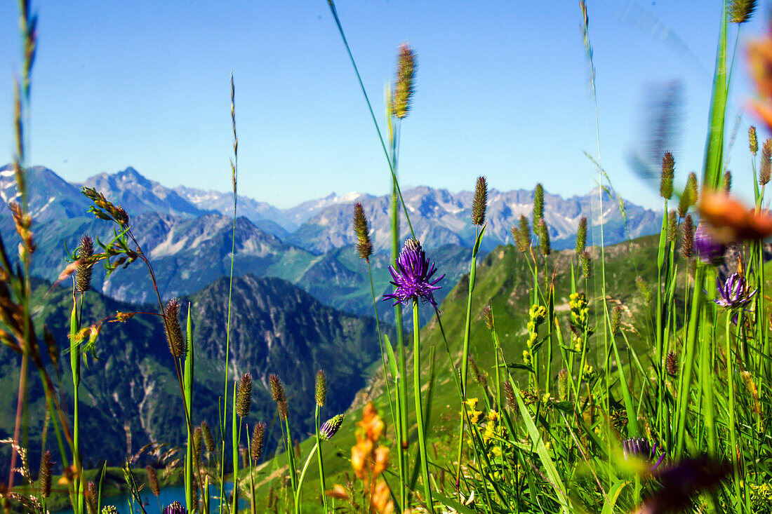 Summery flower meadow with panoramic view over the Allgaeu mountains, Oberstdorf, Germany
