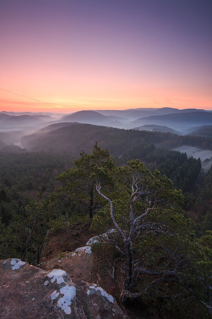 Wetterkiefer auf dem Schlüsselfels zum Sonnenaufgang, Busenberg, Pfälzer Wald, Rheinland-Pfalz, Deutschland