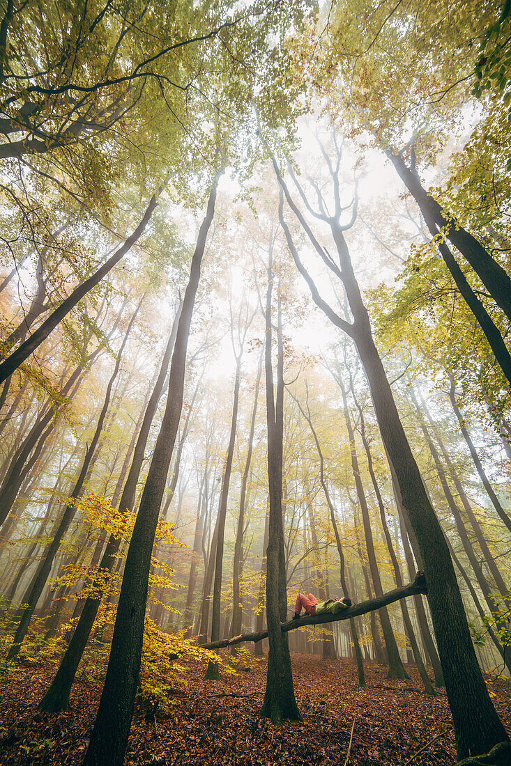 Den Herbst genießen, Ausruhen im Pfälzerlwald, Pfälzer Wald, Rheinland-Pfalz, Deutschland