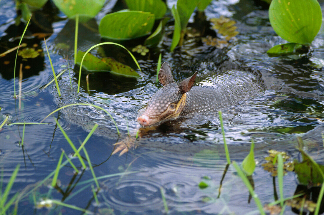 Common Long-nosed Armadillo Dasypus novemcinctus swimming through wetland, Pantanal ecosystem, Brazil