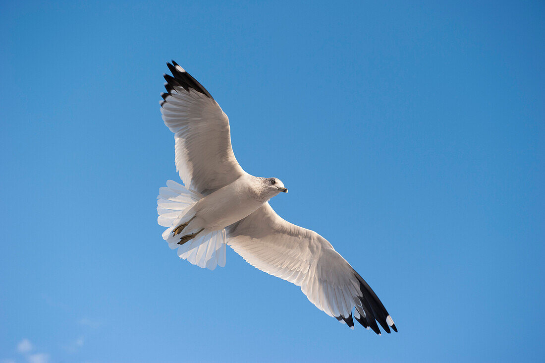 Gull flying in blue sky