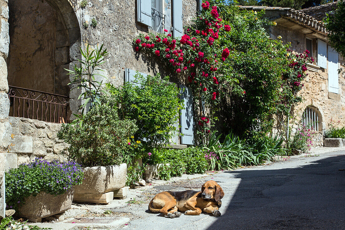 dog lying on a street in the village of oppede-le-vieux, regional nature park of the luberon, vaucluse (84), france