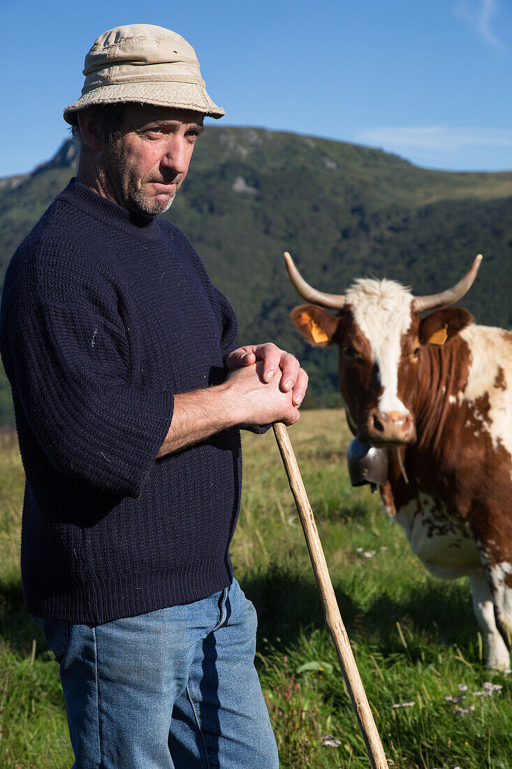 farmer with his ferrandaise cows, the mont-dore, sancy mountain, puy-de-dome (63), auvergne, france