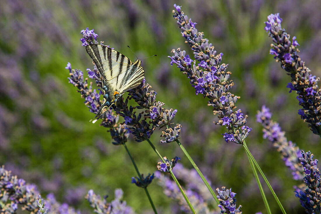 butterfly in a lavender field, lavender museum of saint remeze, nature reserve of the gorges of the ardeche, ardeche (07), france
