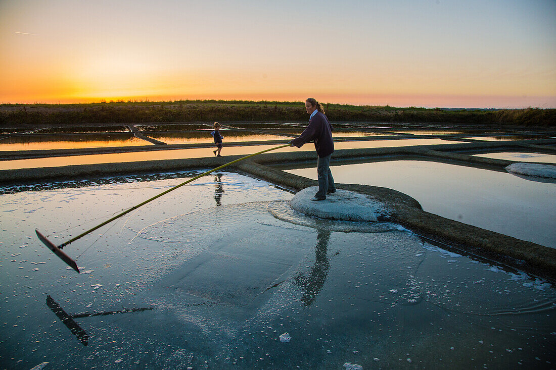 salt worker collecting sea salt from the salt marshes of the guerande peninsula, salt from a salt pan, fleur de sel, the salt pans of guerande (44), loire-atlantique, france