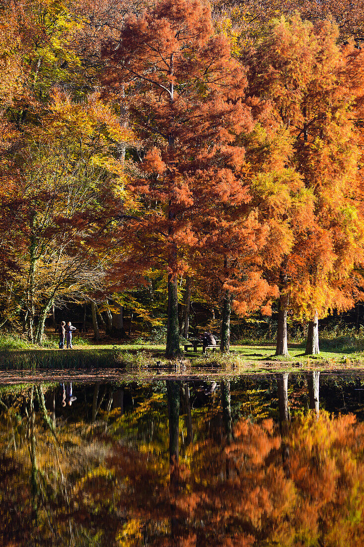 etang de la herse lake, belleme forest in the colors of autumn, (61) orne, lower normandy, france