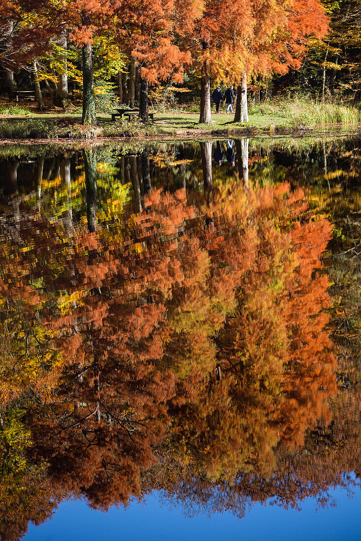 etang de la herse lake, belleme forest in the colors of autumn, (61) orne, lower normandy, france