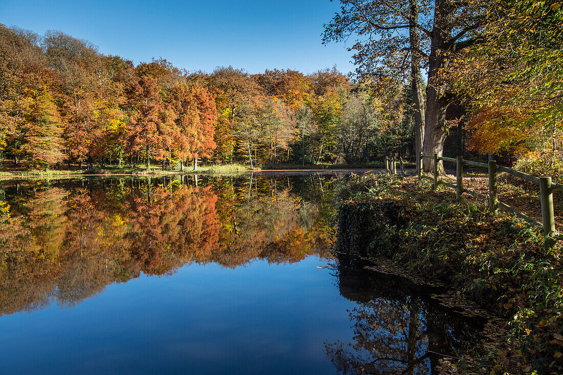 etang de la herse lake, belleme forest in the colors of autumn, (61) orne, lower normandy, france