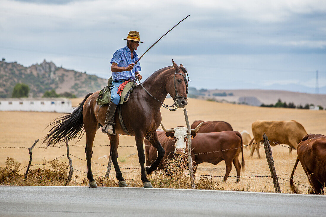 cowboy on horseback, vaquero and his herd of cows on the ruta del toro (route of the bulls), costa del sol, the sunny coast, andalusia, spain