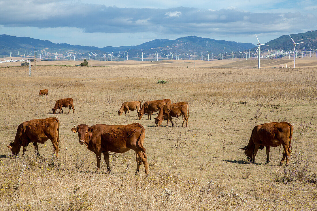cows in the facinas wind farm costa del sol, the sunny coast, andalusia, spain