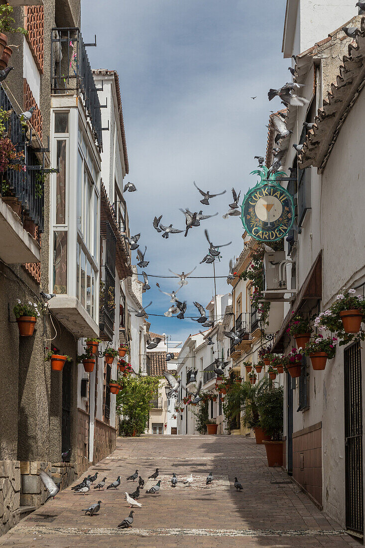 street in the historic center of estepona, costa del sol, the sunny coast, andalusia, spain