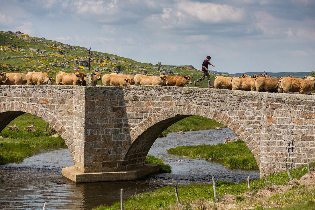 farmer and herd on the le bes bridge, commune of marchastel, aubrac cow transhumance festival, lozere (48), france