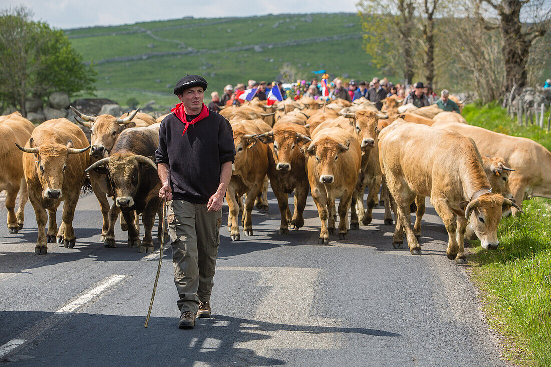 farmer and herd on the roads in the commune of marchastel, aubrac cow transhumance festival, lozere (48), france