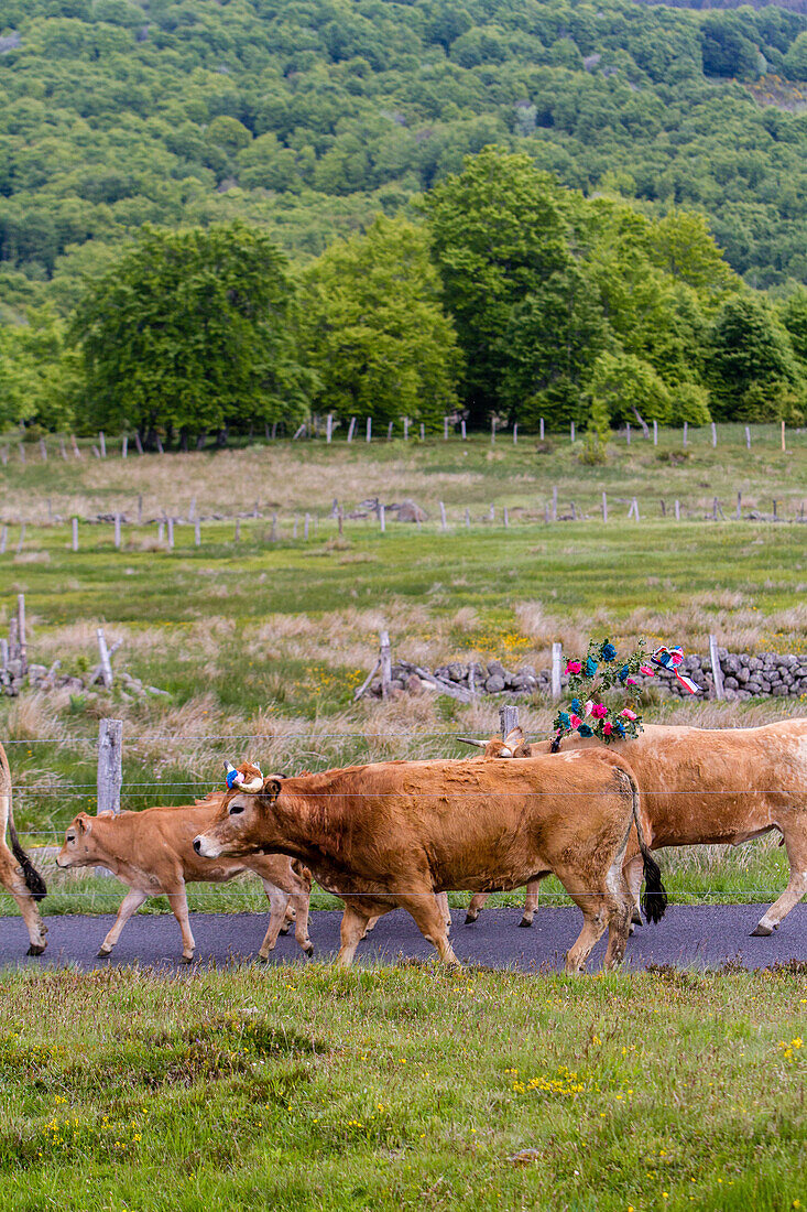 the farmer jean philippe pignol's herd of aubrac cows during the transhumance festival, col de bonnecombe pass, lozere (48), france