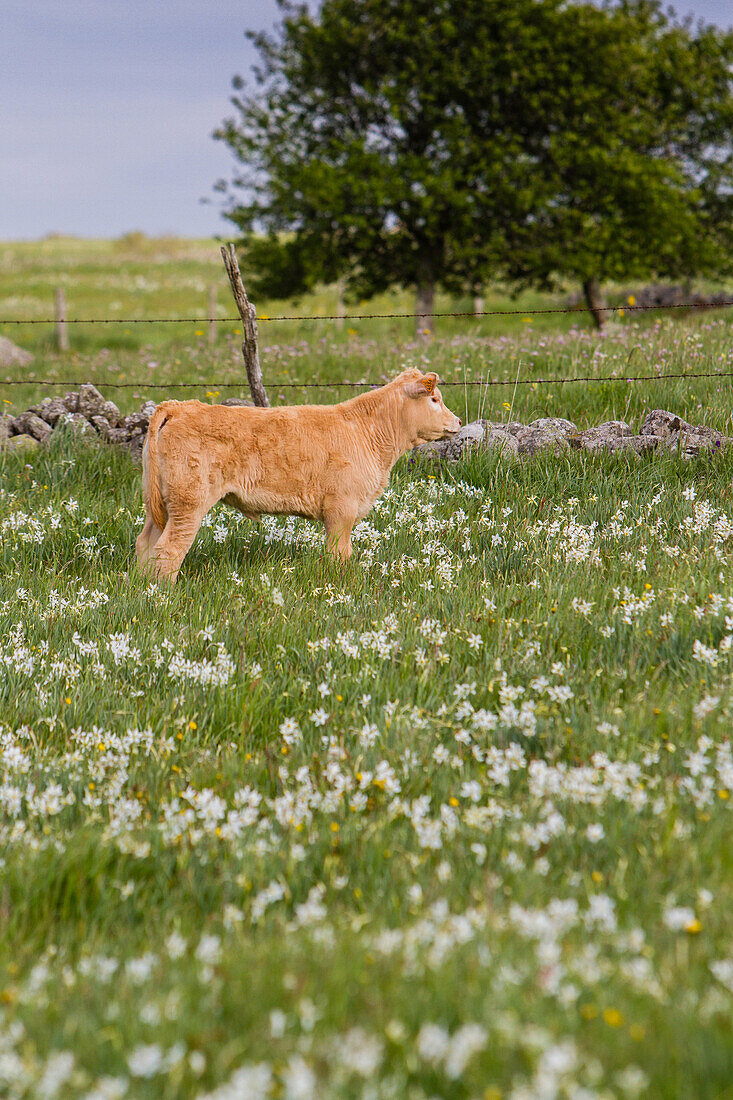 aubrac calf in a meadow, lozere, france