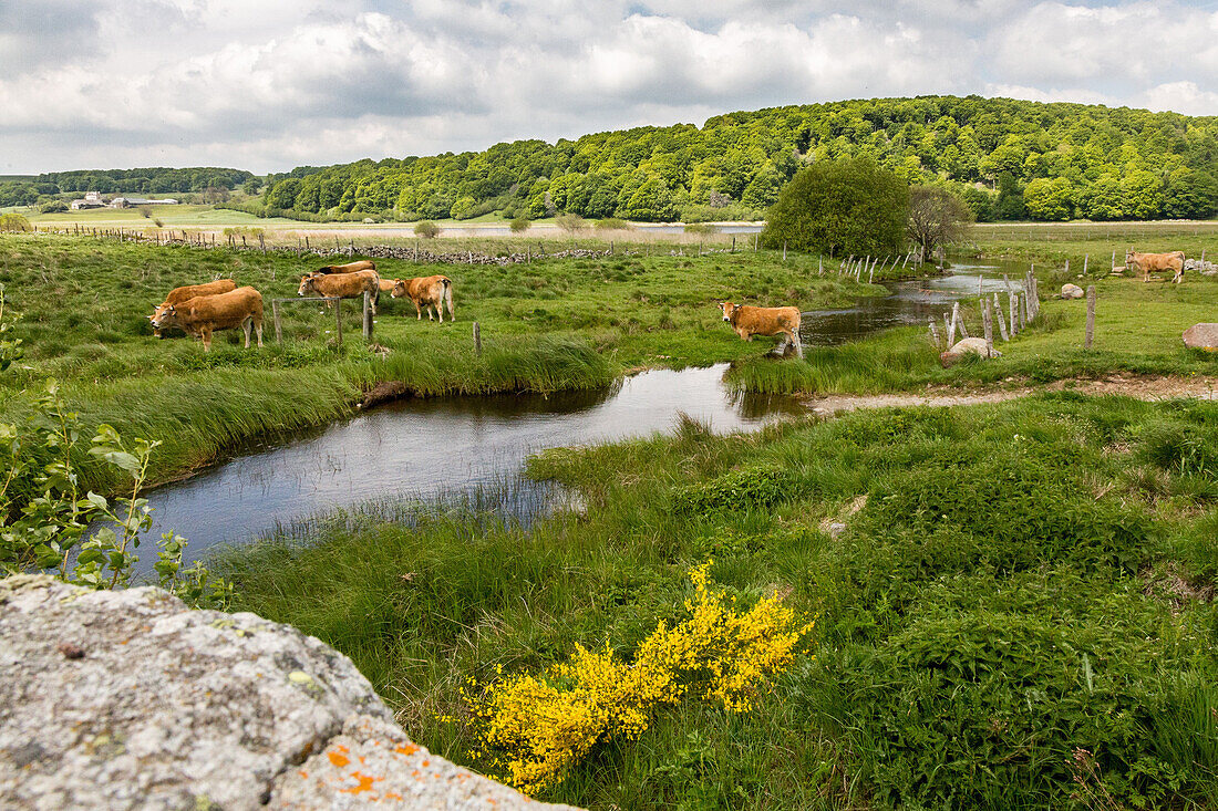aubrac cows in a meadow, lozere, france