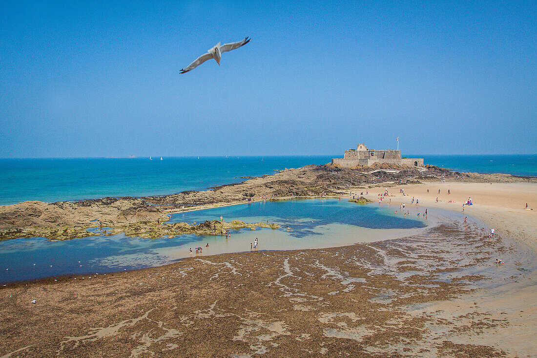 view of the fort national at low tide with a seagull letting itself be carried by the wind, saint-malo, (35) ille et vilaine, brittany, france