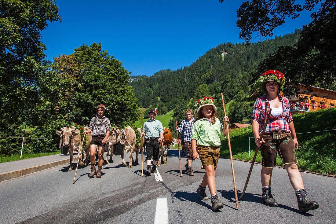 farmers of liechtenstein leading their cows back to the stables following a summer spent in the high mountain pastures, principality of liechtenstein