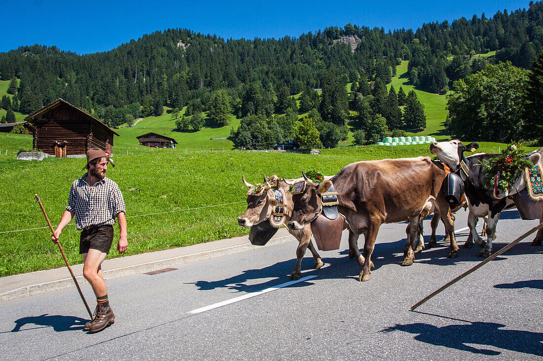 farmer of liechtenstein leading his cows back to the stables following a summer spent in the high mountain pastures, principality of liechtenstein