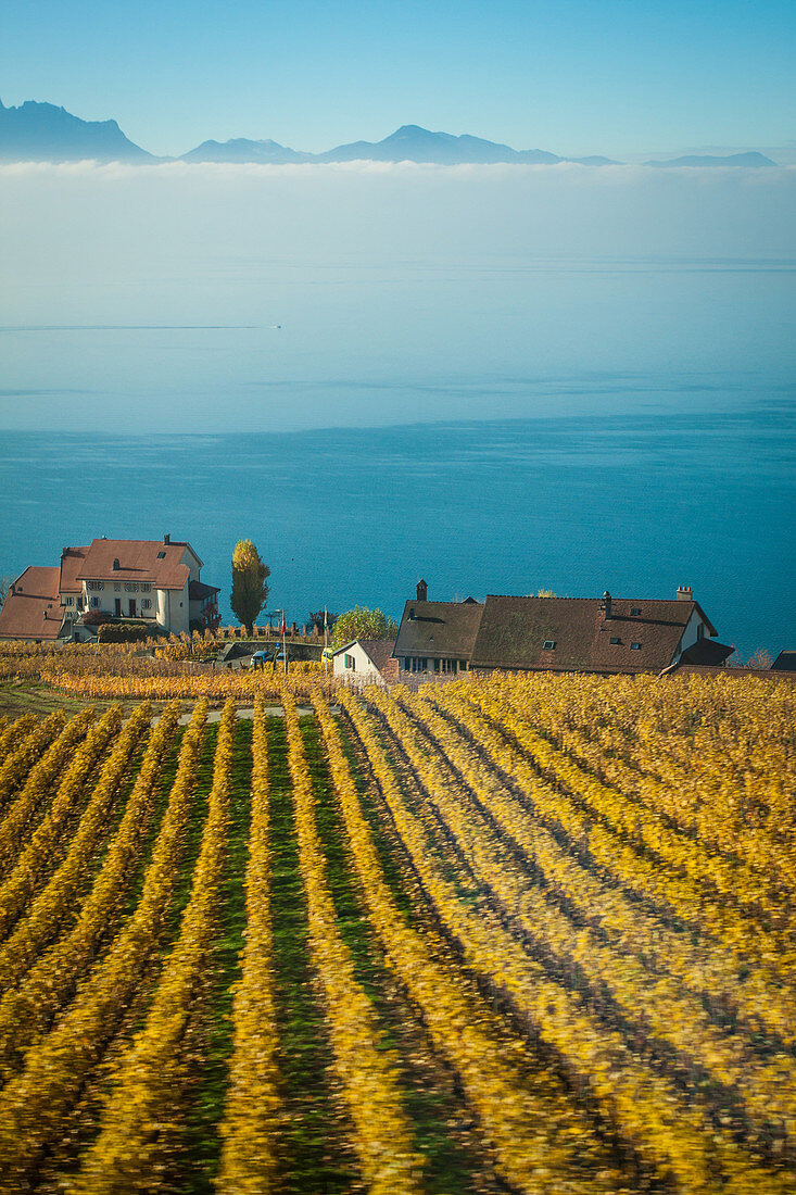 vue generale des vignes de la region viticole du lavaux avec le lac leman et les alpes francaises en fond, region inscrite sur la liste du patrimoine mondial de l'unesco depuis 2007, canton de vaud, suisse