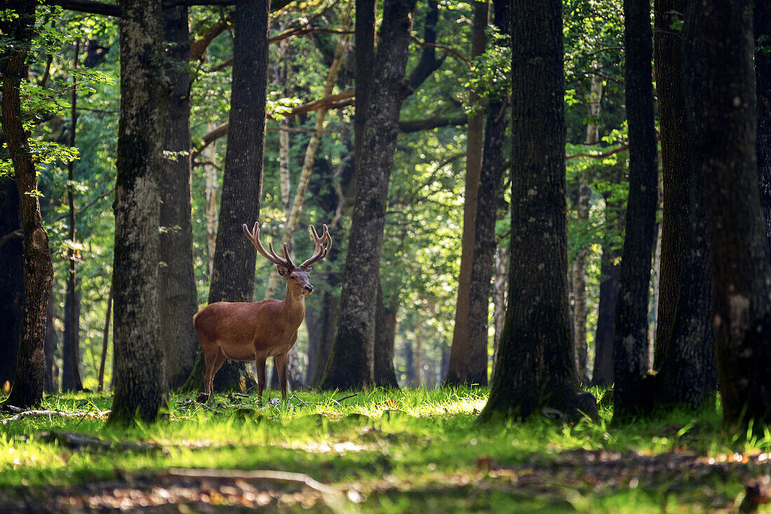 a red deer at daybreak, espace rambouillet, forest of rambouillet, yvelines (78), ile-de-france, france