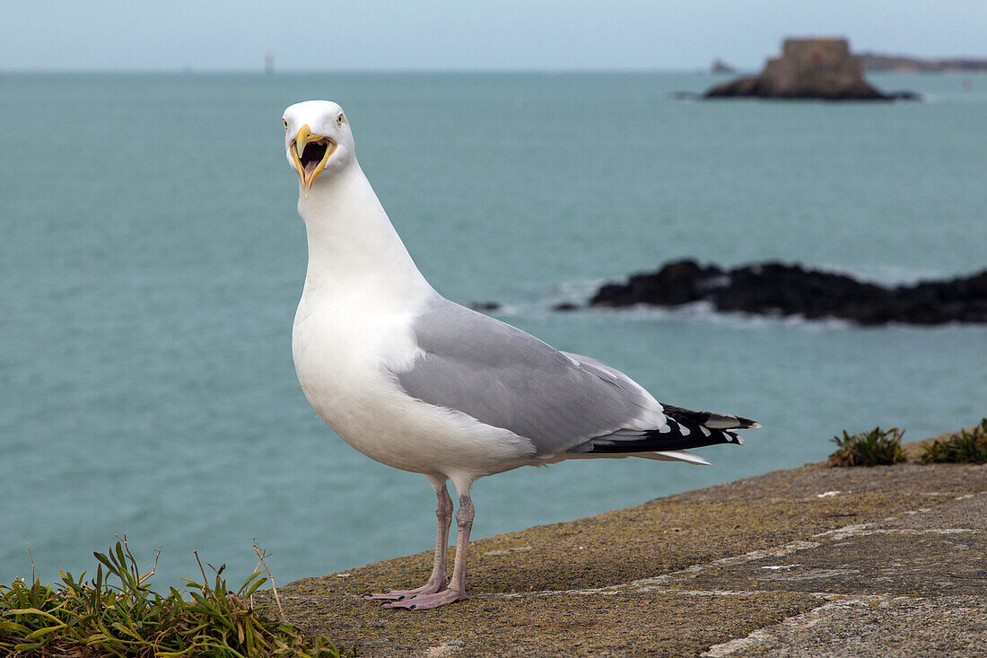 seagull on the ramparts in front of the fort national, saint-malo (35), france