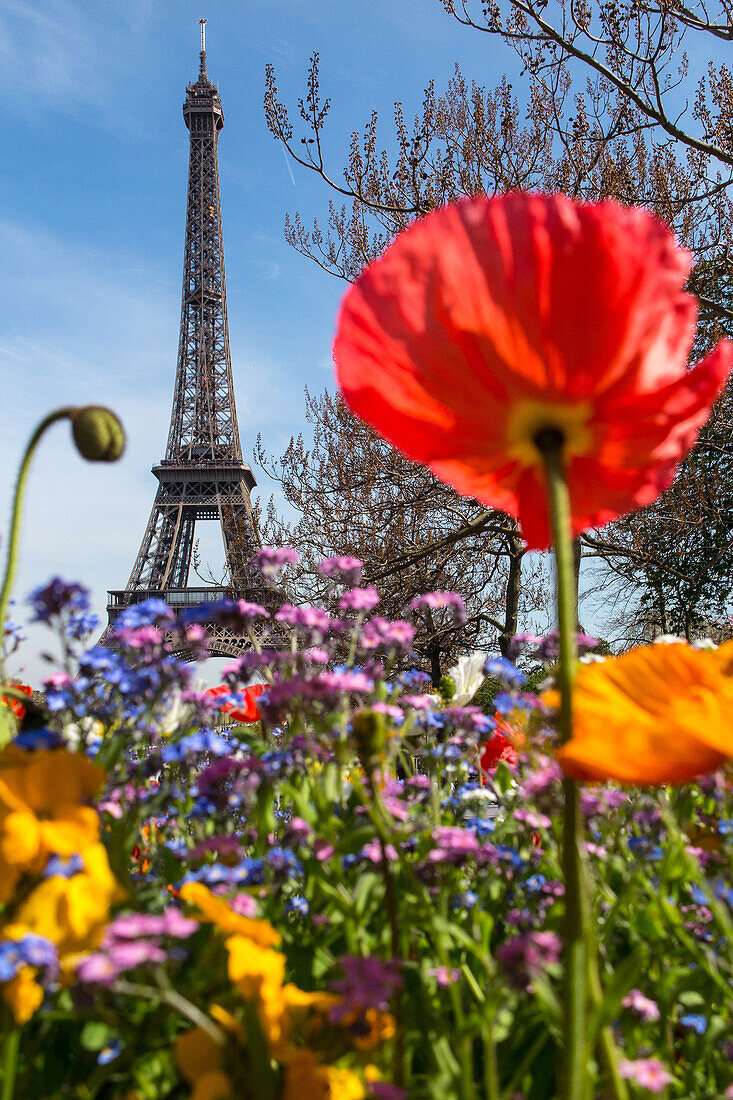 flowerbeds in spring, trocadero garden in front of the eiffel tower, 16th arrondissement, paris (75), france