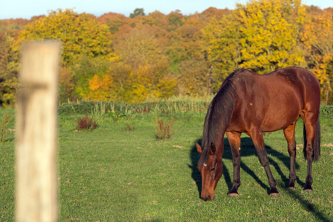 pasture and horse in a meadow in autumn colours, rugles (27), france